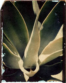 aloe