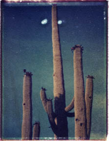 blue sky cactus